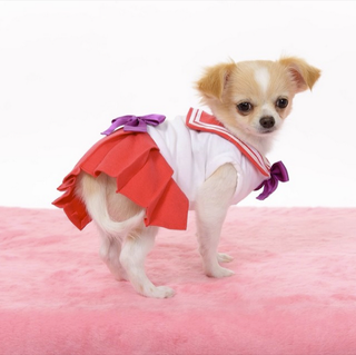 Illustration for article titled Small Dogs Cosplaying as Sailor Moon Characters